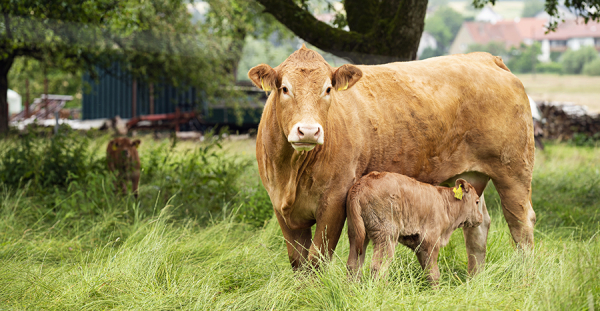 Zusatzqualifikation - Profil Landwirtschaft